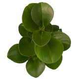 Baby Rubberplant (Peperomia obtusifolia) - Thegreenstack