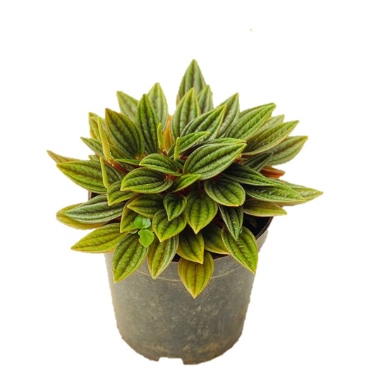 Peperomia Rosso (  Emerald Ripple ) - Thegreenstack