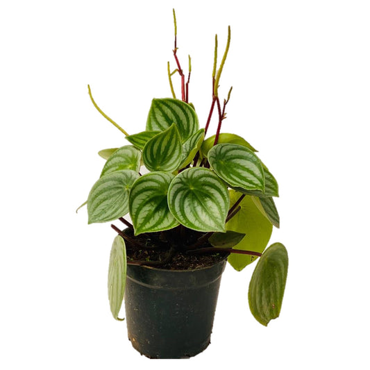 Watermelon Peperomia (Peperomia Sandersii) - Thegreenstack