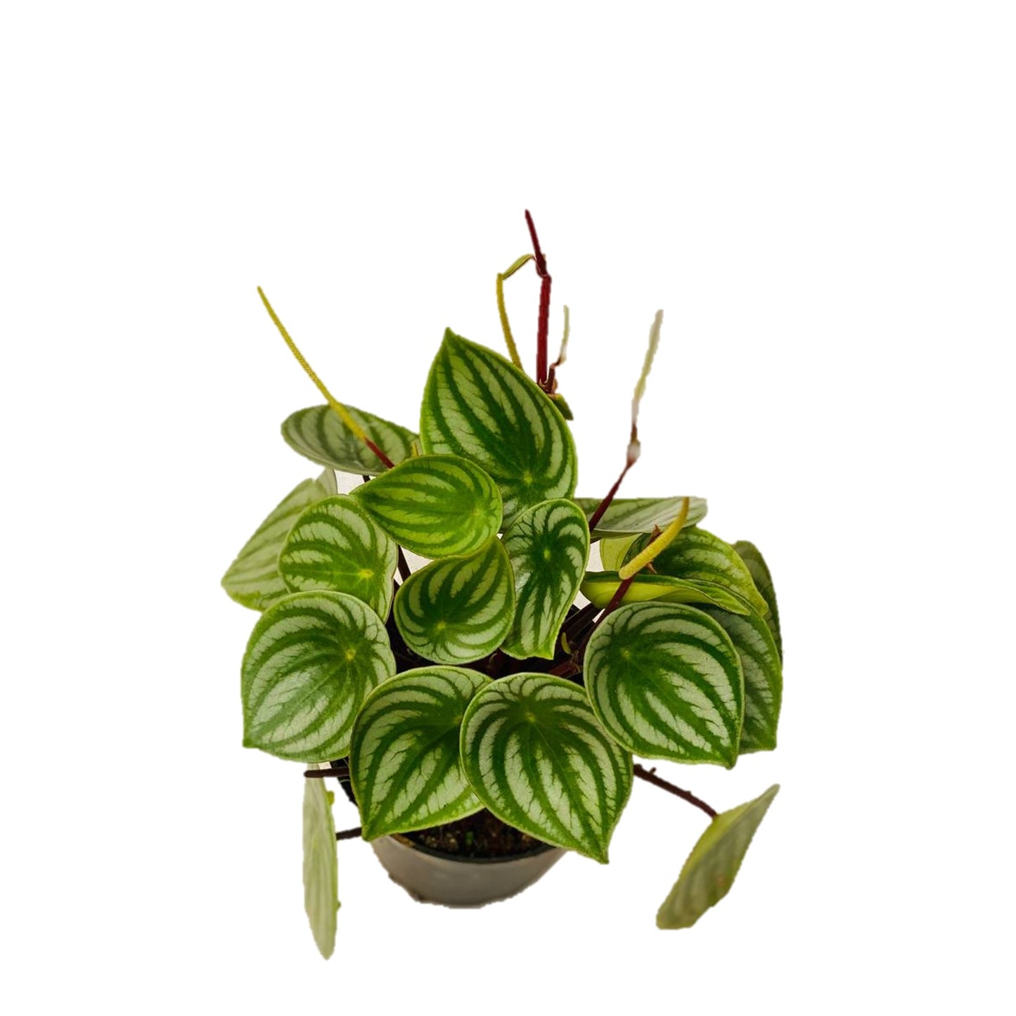 Watermelon Peperomia (Peperomia Sandersii) - Thegreenstack