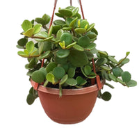 Peperomia tetraphylla - Radiator Plant In Hanging Pot - Thegreenstack