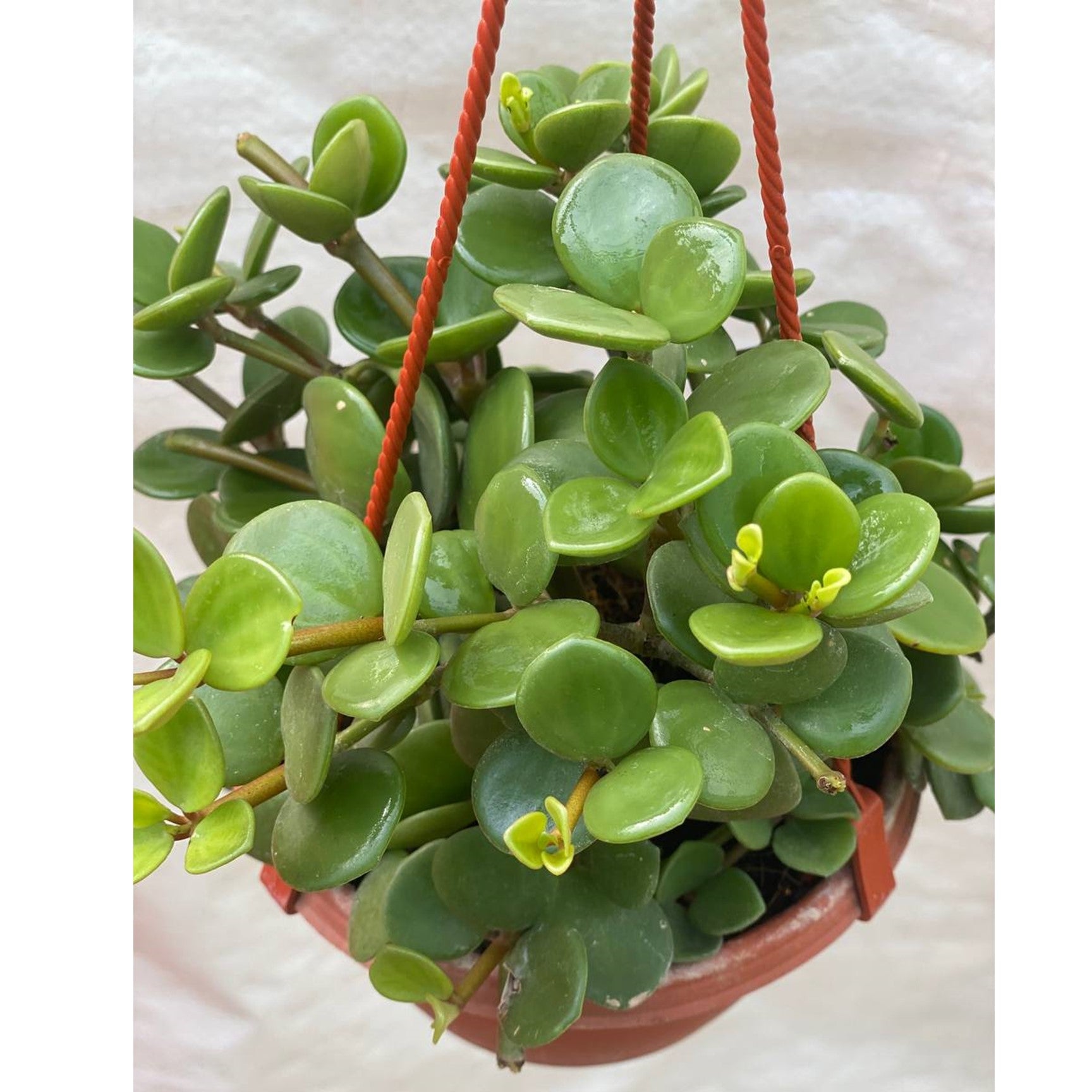 Peperomia tetraphylla - Radiator Plant In Hanging Pot - Thegreenstack