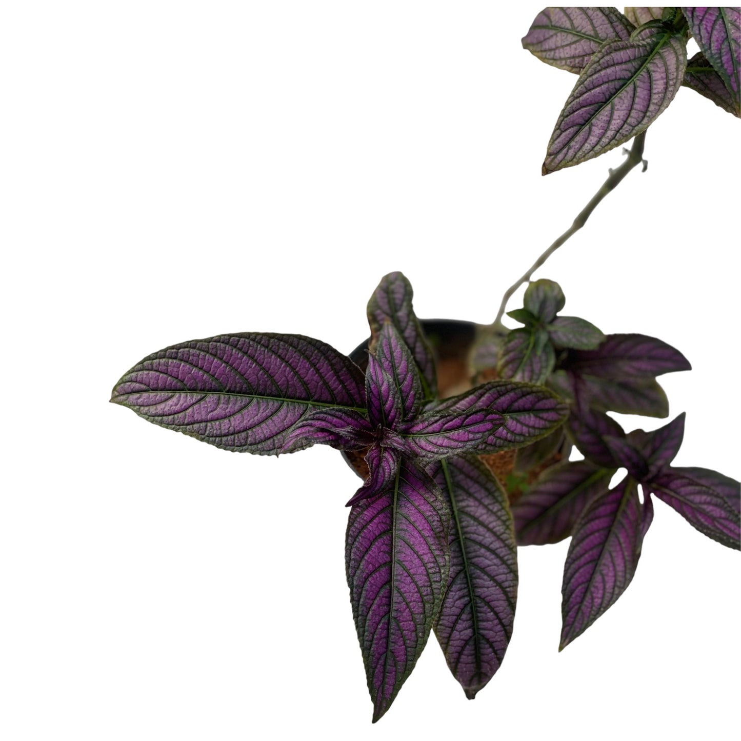 Persian Shield Plant (Strobilanthes dyerianus )