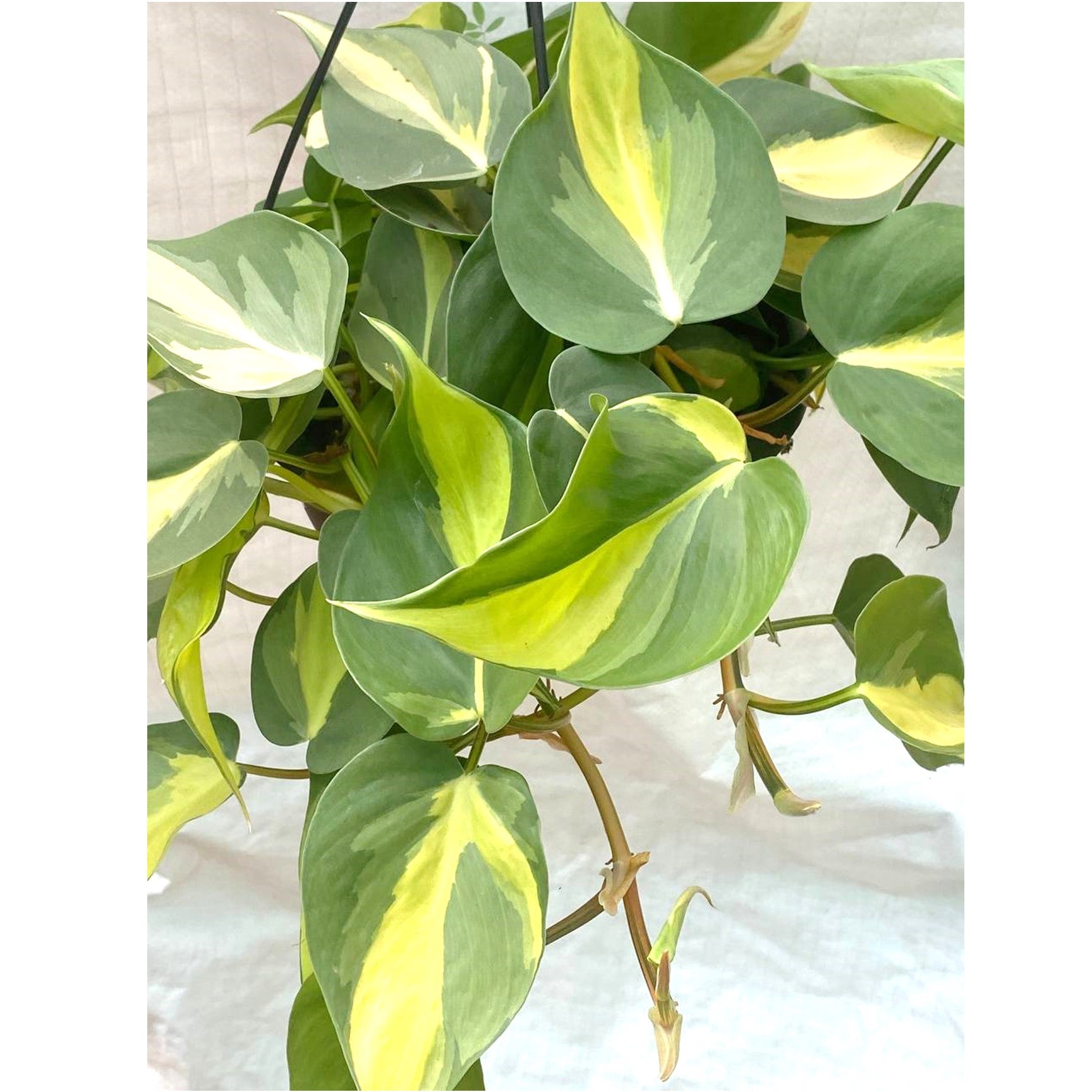 Heartleaf philodendron Plant In Hanging Pot - Thegreenstack