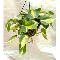 Heartleaf philodendron Plant In Hanging Pot - Thegreenstack