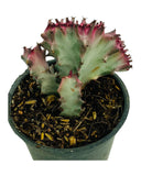 Euphorbia lactea Cristata - Tricolor