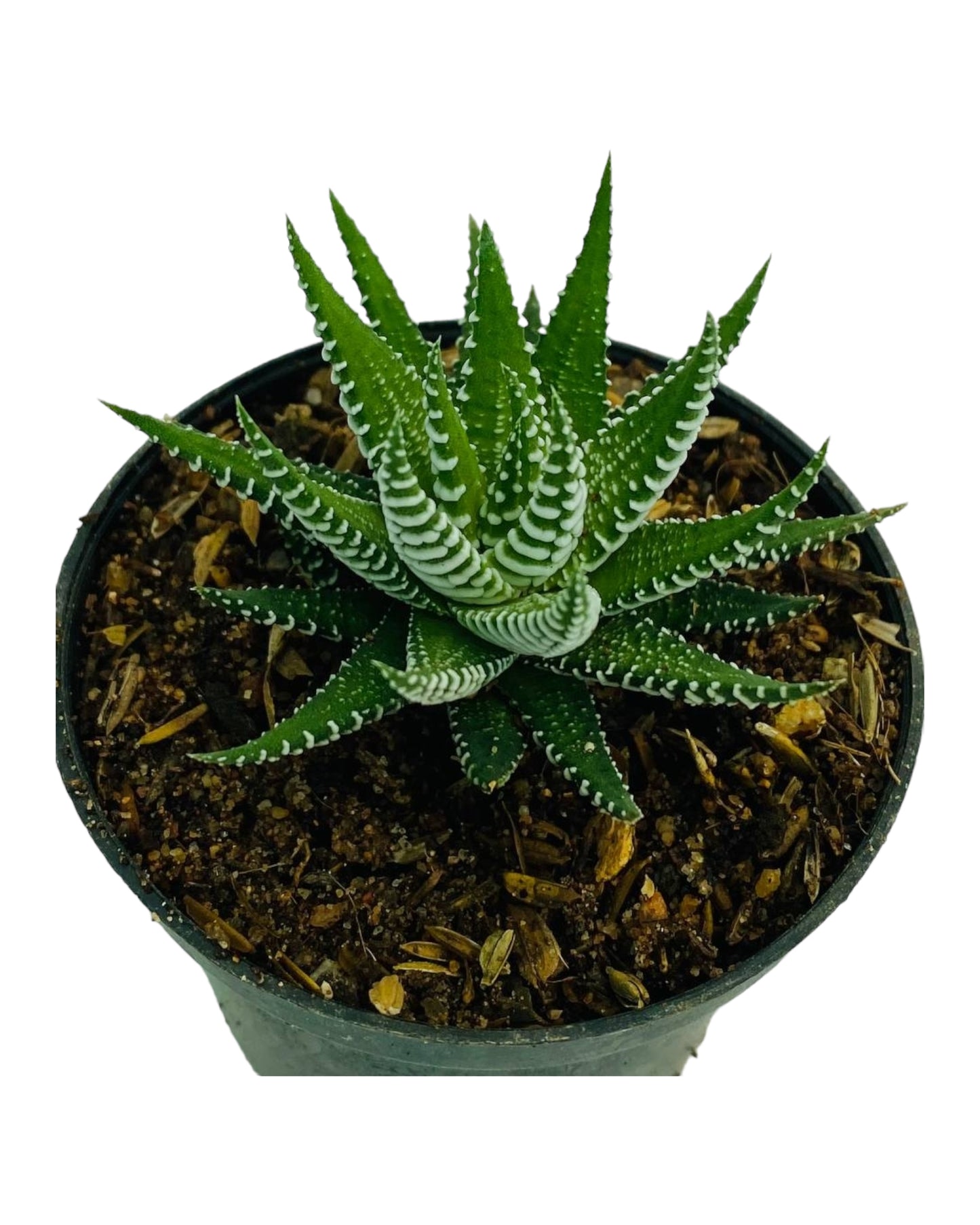 Haworthia attenuata - Zebra Haworthia