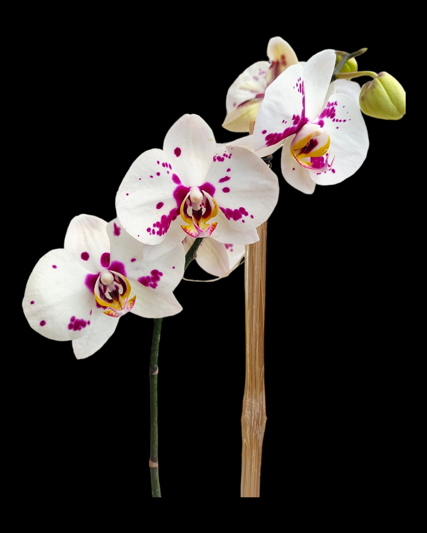 Orchids Phalaenopsis