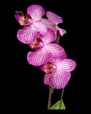 Orchids Phalaenopsis