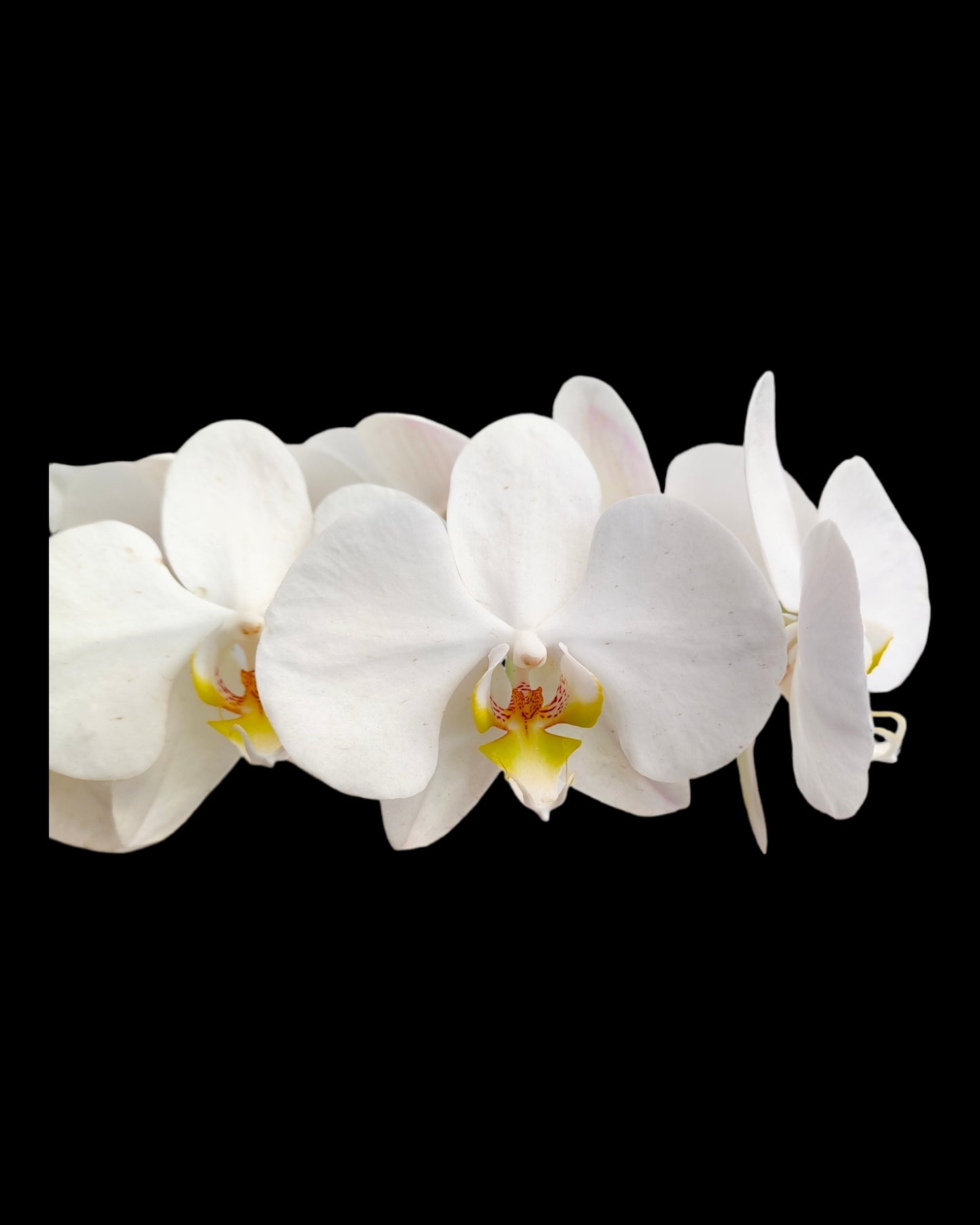 Orchids Phalaenopsis