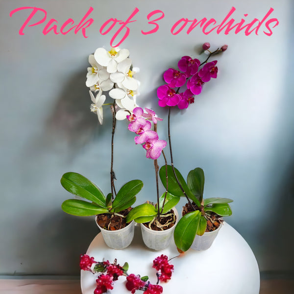 Pack of 3 Orchids
