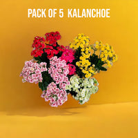 Pack of 5 Kalanchoe Blossfeldiana