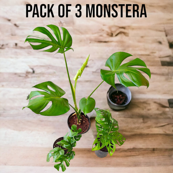 Monstera Pack of 3 combo