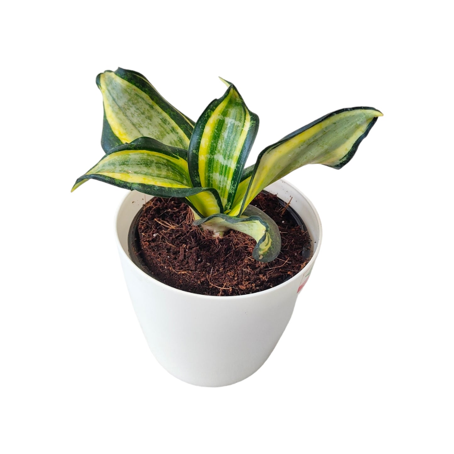 Dracaena trifasciata-Snake Plant Pack of 3