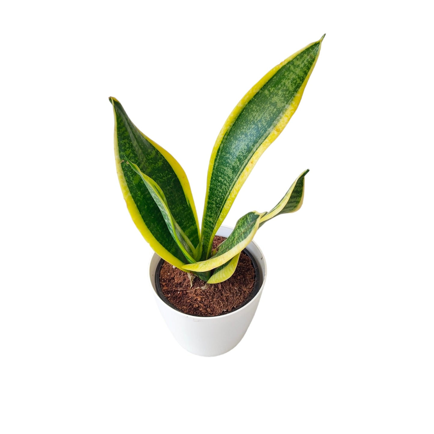 Dracaena trifasciata-Snake Plant Pack of 3