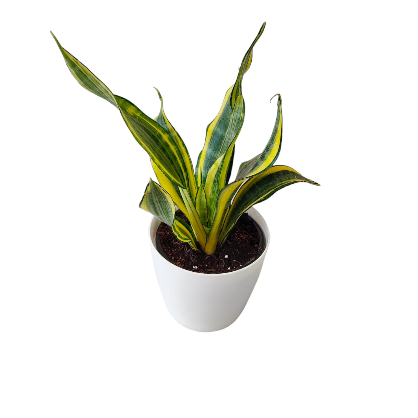 Dracaena trifasciata-Snake Plant Pack of 3