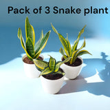 Dracaena trifasciata-Snake Plant Pack of 3