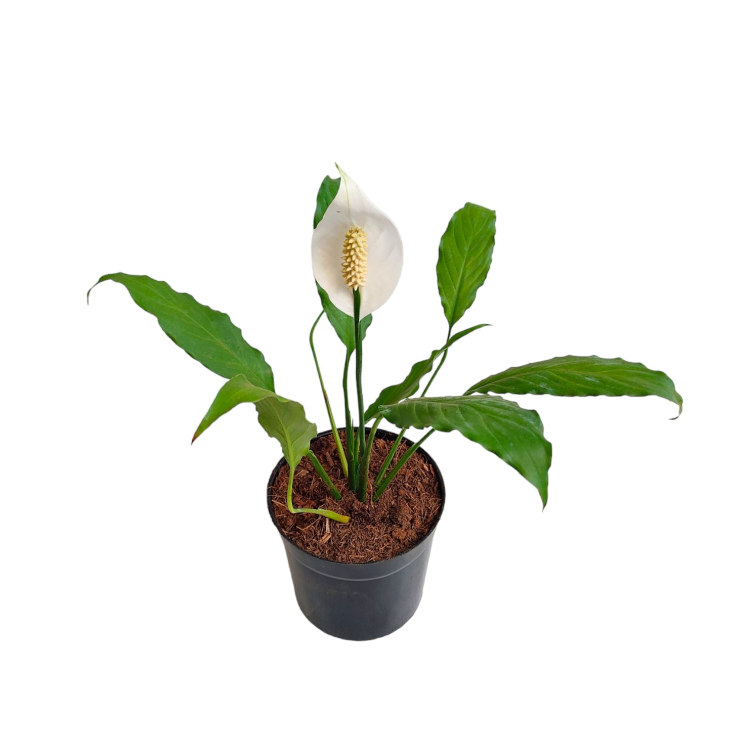 Peace Lilly (Spathiphyllum)