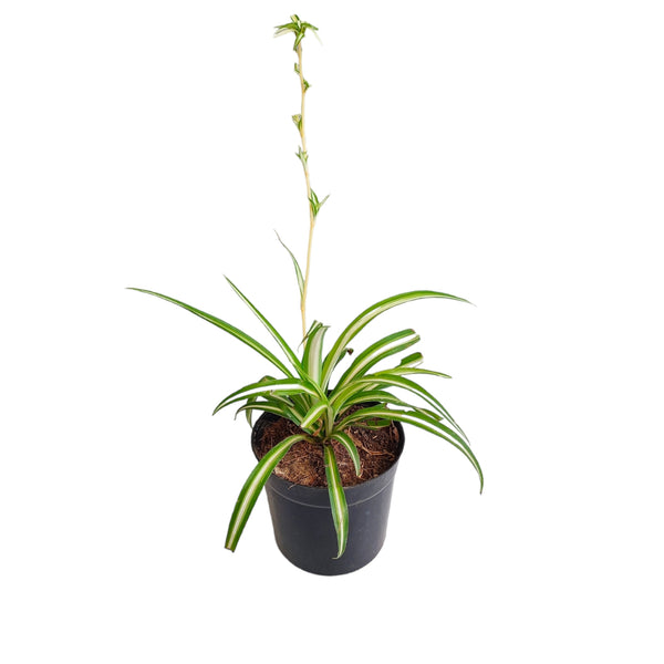 Spider plant (Chlorophytum comosum