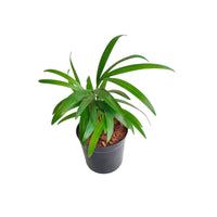 Areca Palm Dypsis lutescens 4"pot