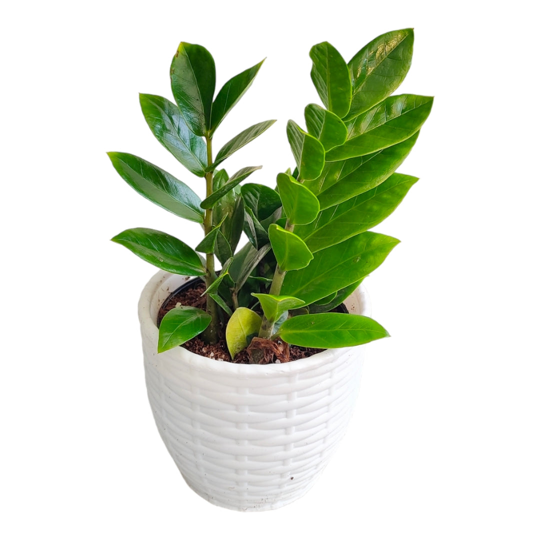 ZZ Plant ( Zamioculcas Zamiifolia ) Pack of 3 With Pot