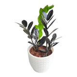 ZZ Plant ( Zamioculcas Zamiifolia ) Pack of 3 With Pot