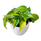Heart-leaf philodendron pack of 3 with pot