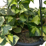 Senecio macroglossus a.k.a  Variegated Wax ivy