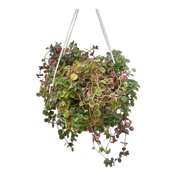 Sedum emarginatum hanging plant