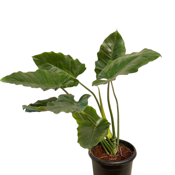 Philodendron 'Jungle Fever'
8'' pot