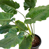 Philodendron 'Jungle Fever'
8'' pot