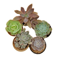 Echeveria Marvel Combo – Pack of 5 live plant 3”color pot Echeveria glauca, Shavian,Fred Ives, Green spoon and Scheideckeria - Thegreenstack