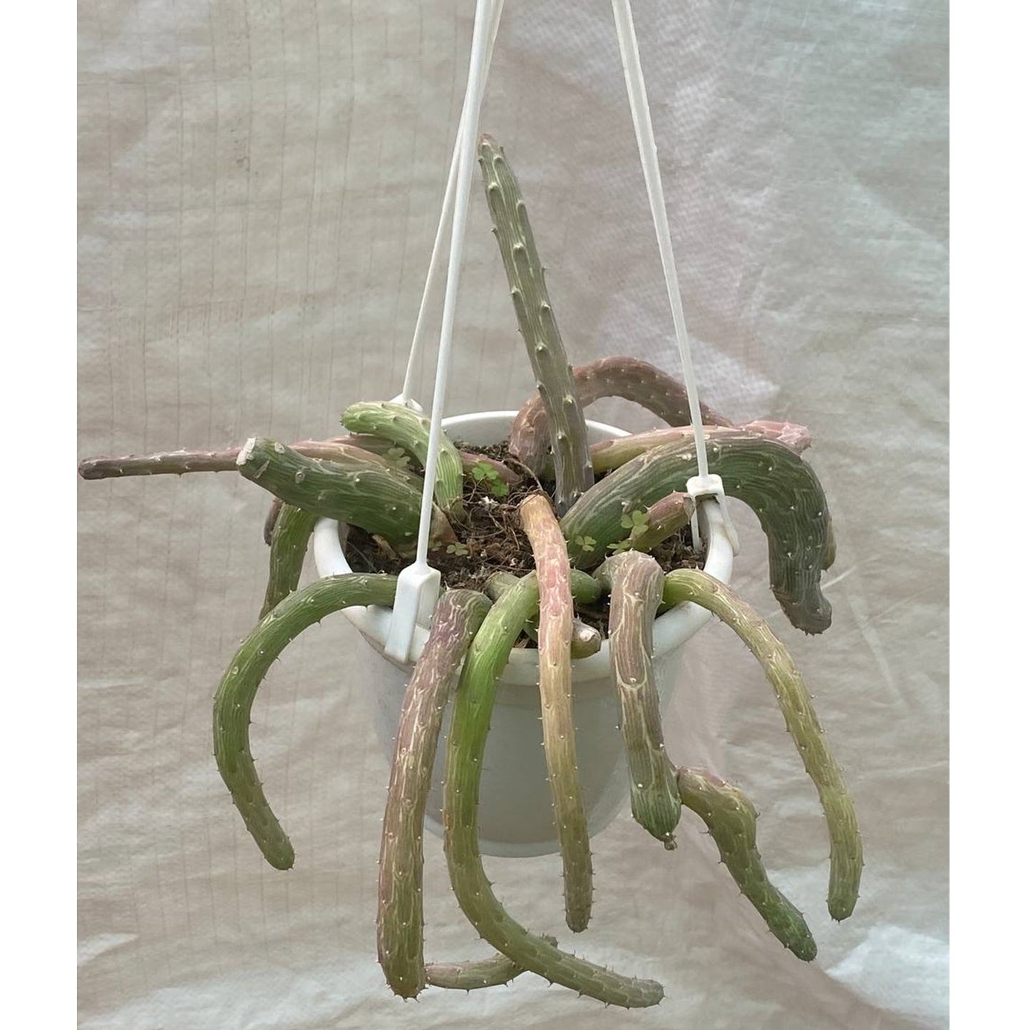 Senecio Pendulus In Hanging Pot - Thegreenstack