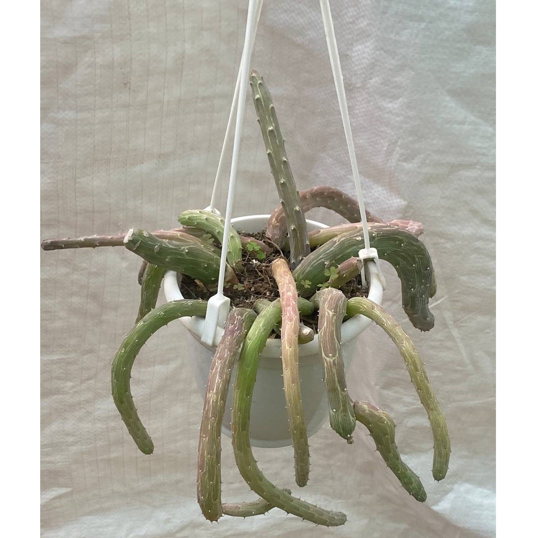 Senecio Pendulus In Hanging Pot - Thegreenstack