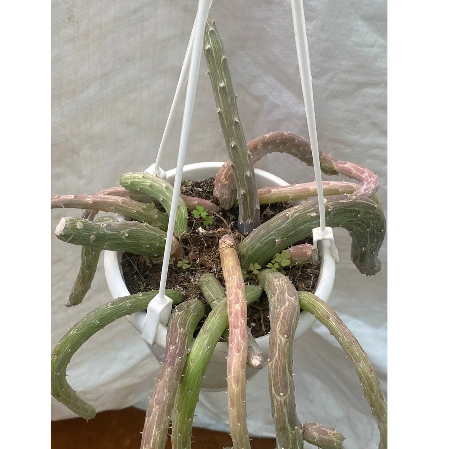 Senecio Pendulus In Hanging Pot - Thegreenstack