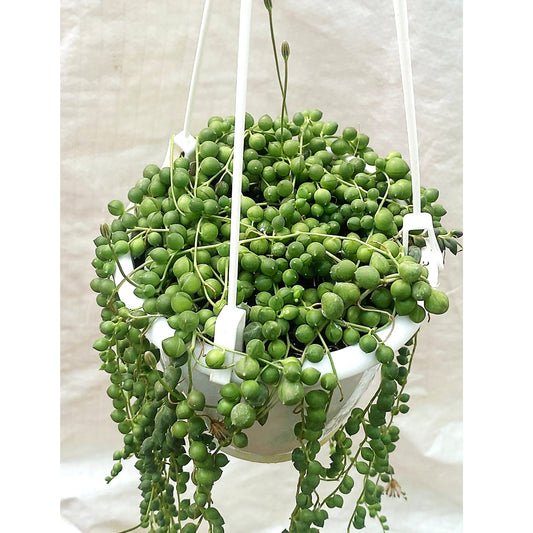 Senecio rowleyanus - String of Pearls In Hanging Pot - Thegreenstack