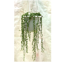 Senecio rowleyanus - String of Pearls In Hanging Pot - Thegreenstack