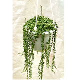 Senecio rowleyanus - String of Pearls In Hanging Pot - Thegreenstack