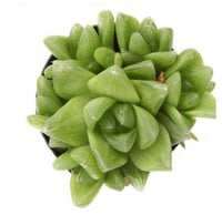 Star Window Plant – Haworthia Cymbiformis - Thegreenstack