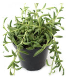 String of Bananas – Senecio radicans - Thegreenstack