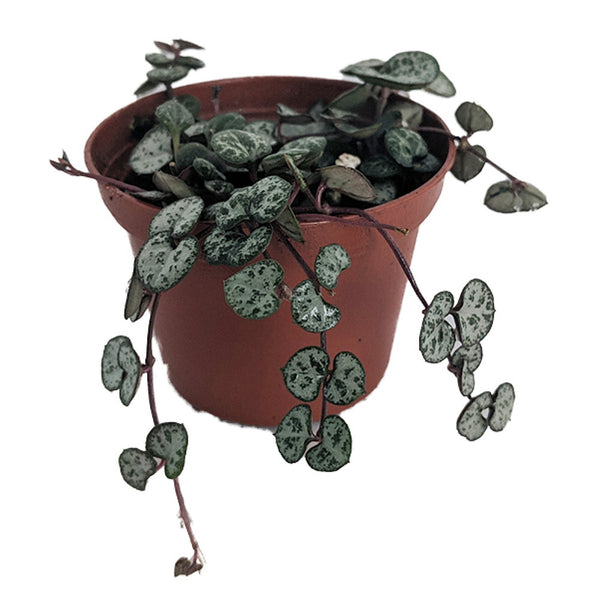 String of Hearts (Ceropegia woodii) plants with 3″ Plastic Pot - Thegreenstack