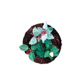 Trachelospermum Tricolor - 'Snow-and-Summer' Asiatic Jasmine - Thegreenstack