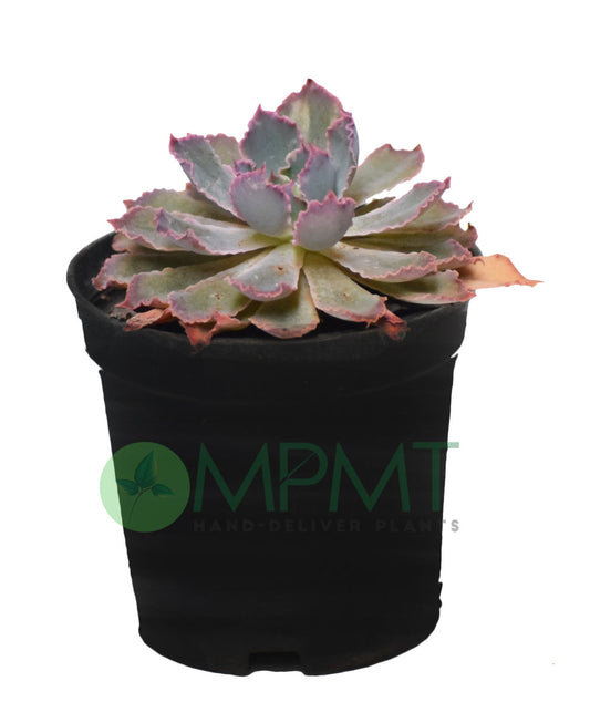 Echeveria Shaviana – Pink Frills - Thegreenstack