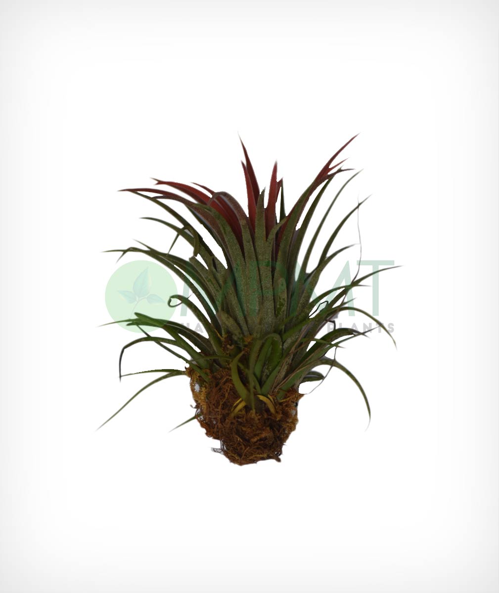 Tillandsia (Air Plant) - Thegreenstack