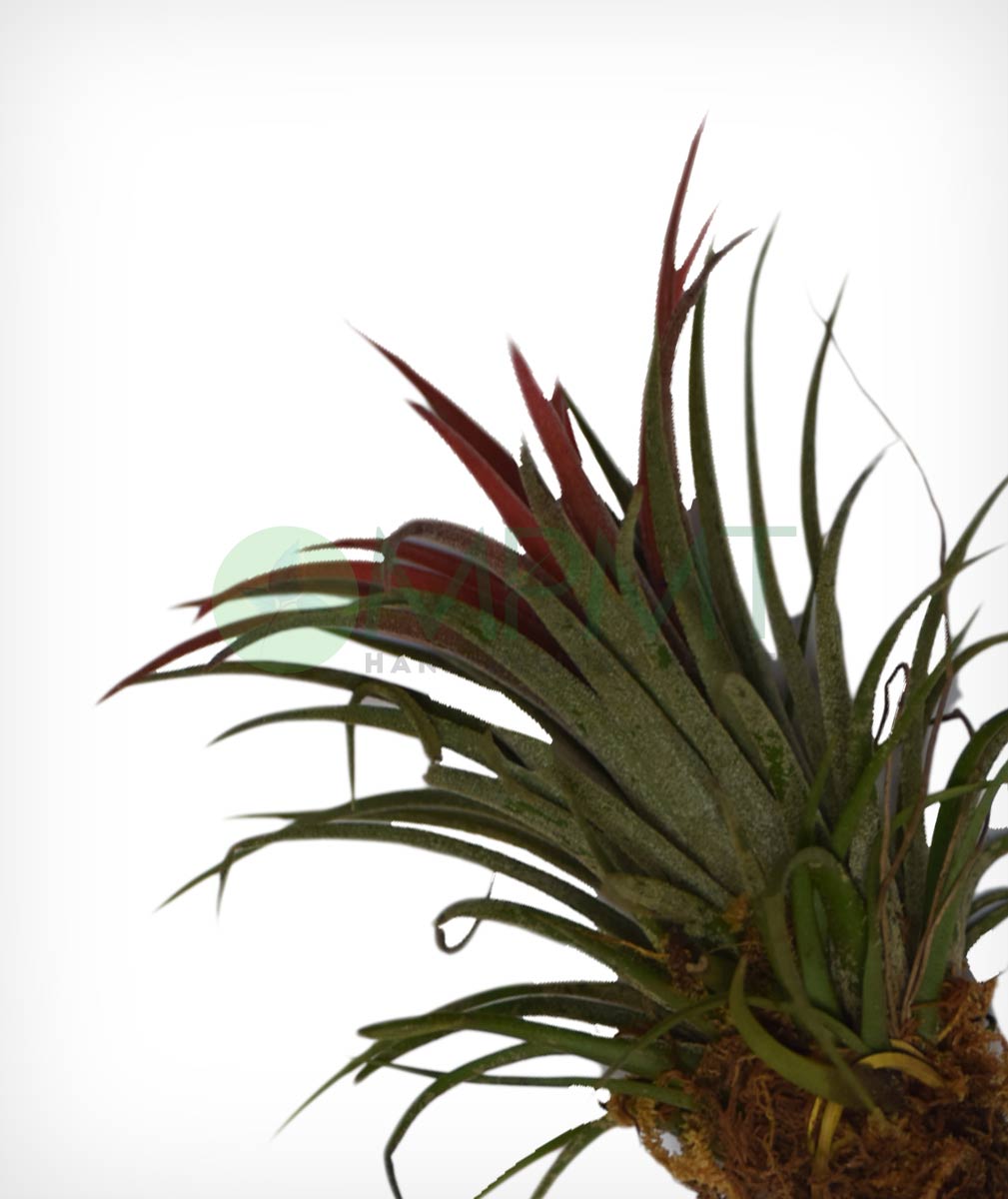 Tillandsia (Air Plant) - Thegreenstack