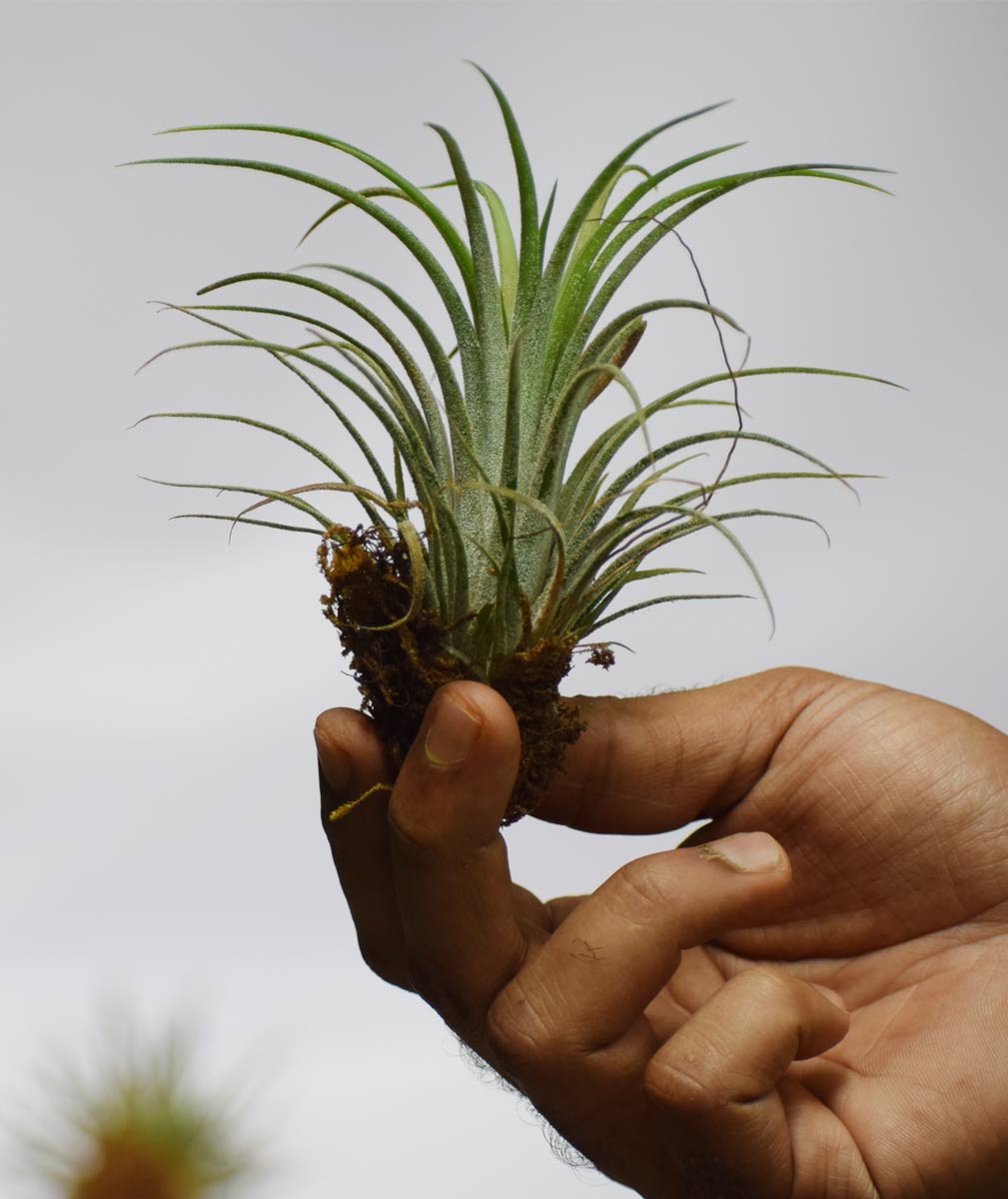 Tillandsia (Air Plant) - Thegreenstack