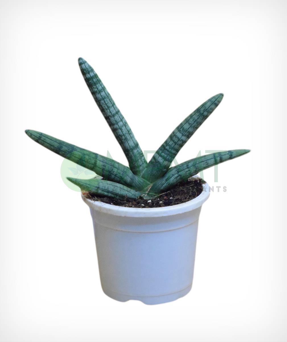 Starfish Sansevieria - Thegreenstack