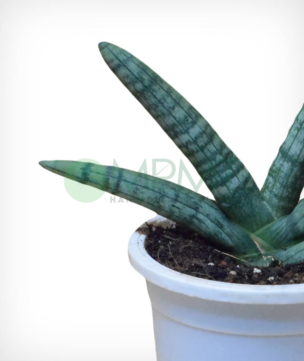 Starfish Sansevieria - Thegreenstack